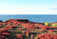 Imagen Punta Pitt4